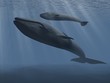 whales
