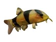 Clown Fish - BOTIA MACRACANTUS