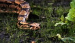 python