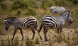Photo: Zebras Zebras