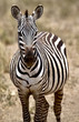 A Zebra