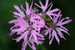 fleur de coucou - lychnis flos-cuculi
