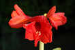 fleur rouge