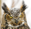 Long eared owl in snowfall Long eared owl in snowfall