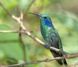 Hummingbird- Green violet eared Hummingbird- Green violet eared