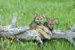 Gray wolf cubs palying on fallen log Gray wolf cubs palying on fallen log