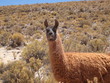 Lama. Lama.