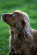 Photo: Side profile of a Sproinger Spaniel Side profile of a Sproinger Spaniel