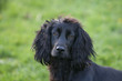Photo: Black Springer Spaniel Black Springer Spaniel