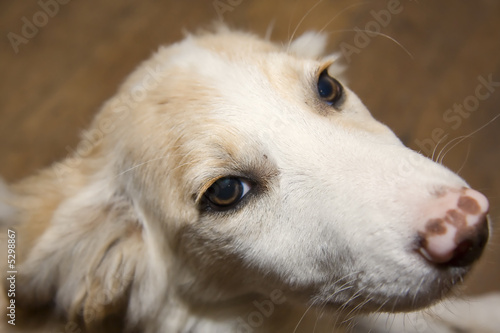 Border Collie Blonde