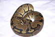 ball python 1