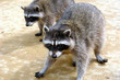 close up coons close up coons