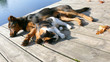 dog and cat
