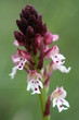 orchis brulé - orchis ustulata