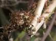 Leafcutter Ants
