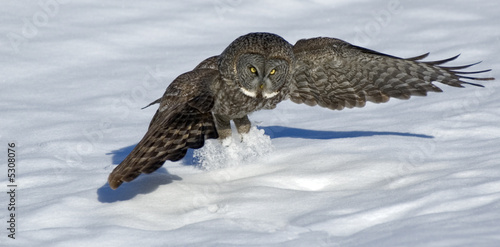 Photo: Owl-Great grey Owl-Great grey