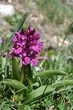orchis sureau - dactylorhiza sambucina