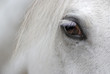 Horse head