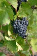 Foto: Wein Wein