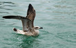 mouette  oiseau