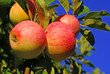 Red apples and leaves on blue sky Red apples and leaves on blue sky