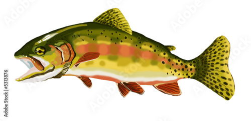 Photo: Golden trout2 Golden trout2