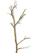 branche nue