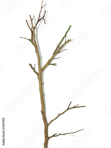 Photo: branche nue branche nue