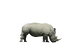 Rhinoceros isolated on white