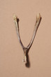 Wishbone