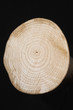 Cross Section of Tree Trunk