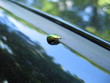 Insect