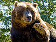 Big Bear