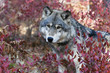 Gray wolf in blueberry bush Gray wolf in blueberry bush