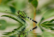 Dragonfly reflections Dragonfly reflections