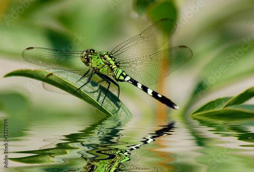 Photo: Dragonfly reflections Dragonfly reflections