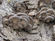 Oyster mushroom Oyster mushroom