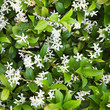Close up of blooming Jasmine bush. Close up of blooming Jasmine bush.