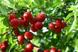 cherry plum