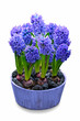 Gartenhyazinthe (Hyacinthus orientalis)