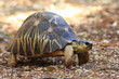 tortue radiée madagascar tortue radiée madagascar