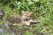 Wolf cub Wolf cub