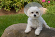puppy got sick