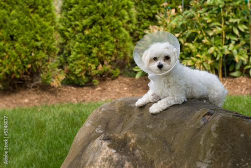 Photo: puppy got sick puppy got sick