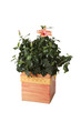 Hibiscus flowers on whrite background Hibiscus flowers on whrite background