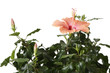Hibiscus flowers on whrite background Hibiscus flowers on whrite background