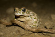 bufo_viridis