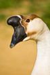 Oie  - Goose