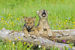 Baby wolf cubs near their den site. One howling for his mother. Baby wolf cubs near their den site. One howling for his mother.