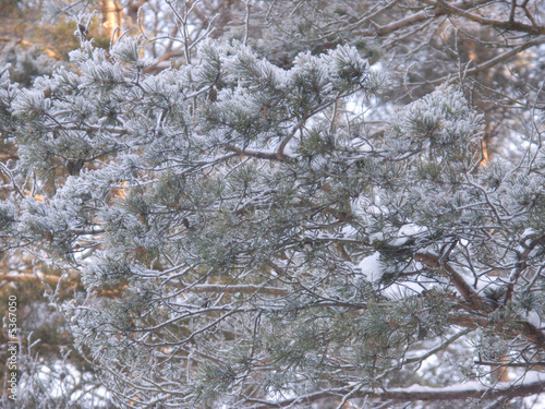 Photo: winter tree and snow winter tree and snow